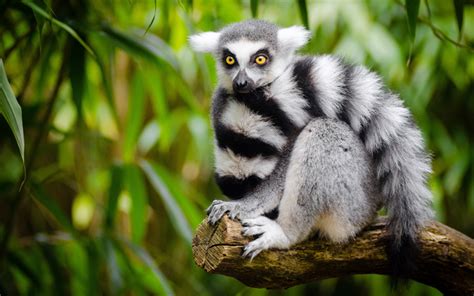 Download Wallpapers Lemur Madagascar Forest Rare Animals Branch