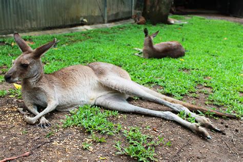 Feeding Kangaroos In Sydney Jennifer Ohlman Medium