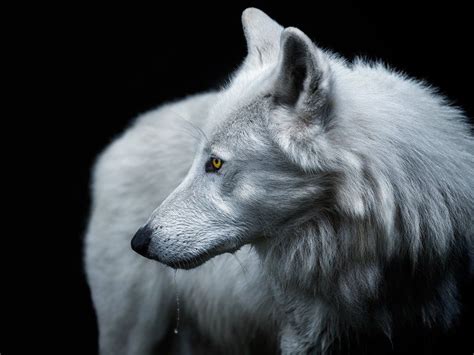 Winter Is Coming Smithsonian Photo Contest Wolf Photography Arctic Wolf