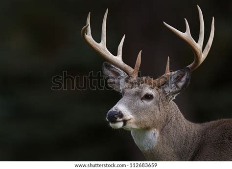 White Tailed Deer Ten Point Buck Stock Photo Edit Now 112683659