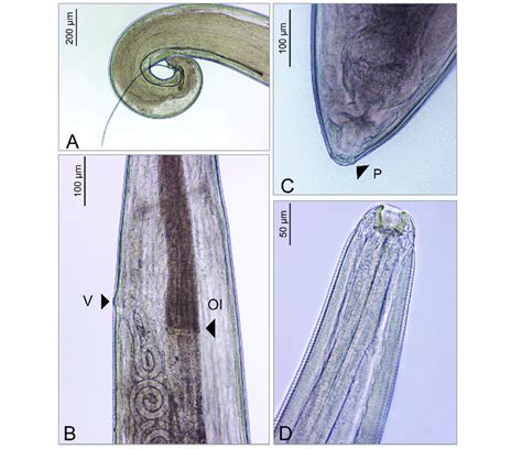 Light Micrographs Of Thelazia Callipaeda Showing A Curved Tail Of The