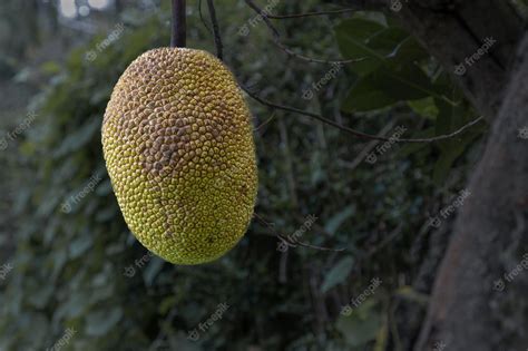 Premium Photo Closeup Of Jackfruit On A Tree With Dark Green Foliage