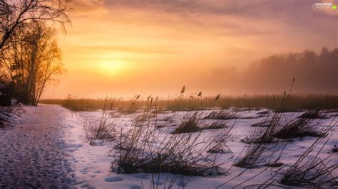 Trees Winter Grass Snow Sunrise Viewes Way For Phone Wallpapers
