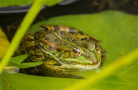 Free Images Nature Lake Wildlife Green Toad Amphibian Fauna