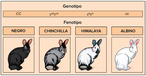 Ejemplos De Genes Dominantes Y Recesivos En Animales Nuevo Ejemplo
