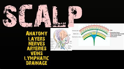 Scalp Anatomy Layers Nerve Supply Arteries Venous Drainage