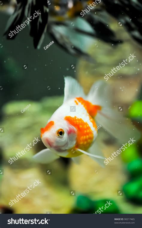 Pearlscale Oranda Goldfish Fish Tank Stock Photo 90217465 Shutterstock