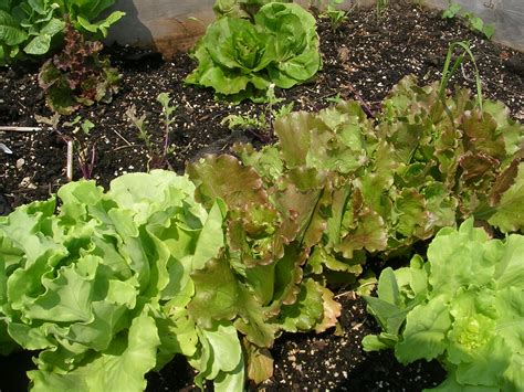 How To Grow Lettuce Growing Lettuce Garden Lettuce Lettuce Plants