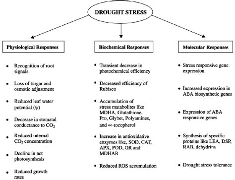 physiological and molecular basis of drought stress tolerance adapted download scientific
