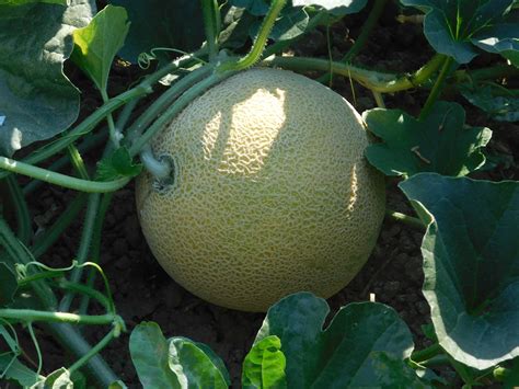 How Cantaloupes Are Harvested The Produce Nerd