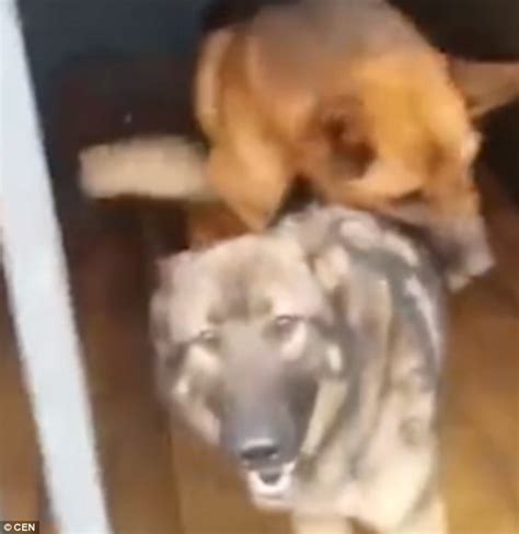 Chinese Man Films Moment His Clever German Shepherd Mounts His Mate