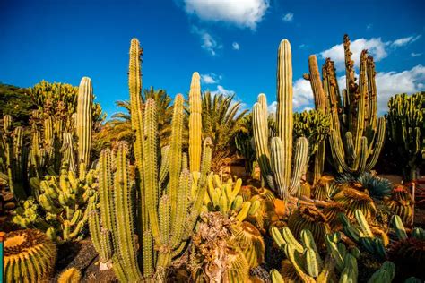 Cactus Desert Landscaping For A Western Garden 2022