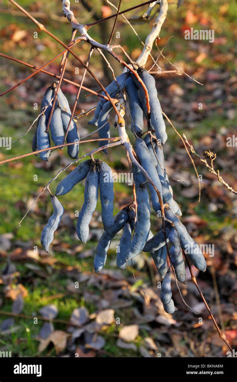 Blue Sausage Fruit Decaisnea Fargesii Stock Photo Alamy