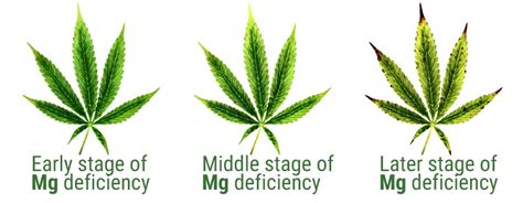 Curing Magnesium Deficiency In Cannabis Rqs Blog
