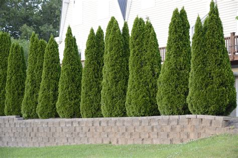 I a m trying to get privacy around my pool getting conflicting advice about what to put. Thujas: Green Giants vs. Emeralds | Emerald green ...