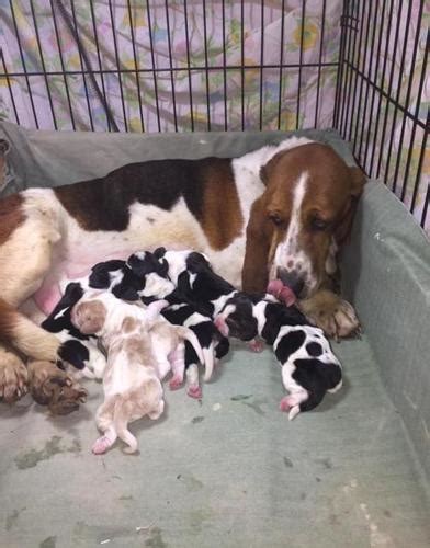 A basset hound can smell the image of a basset hound was popularized by ads for hush puppies shoes. Basset Hound Puppy for Sale - Adoption, Rescue for Sale in ...