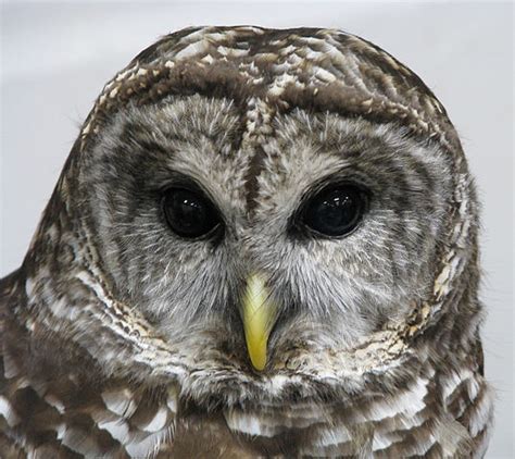 Flickr, where we keep a lot of our photos wow beautiful photos! Barred Owl | Back Yard Biology