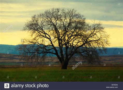 Oak Tree Silhouette Over The Cold Morning Sky Stock Photo Alamy