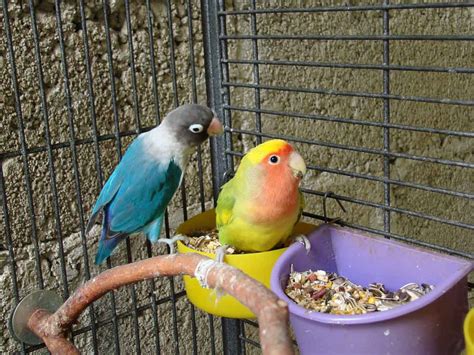 Pet birds are very different from pet dogs or pet cats. Your Bird's Home | Pet Birds by Lafeber Co.