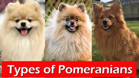 5 Different Types Of Pomeranians Types Of Pomeranian That Are