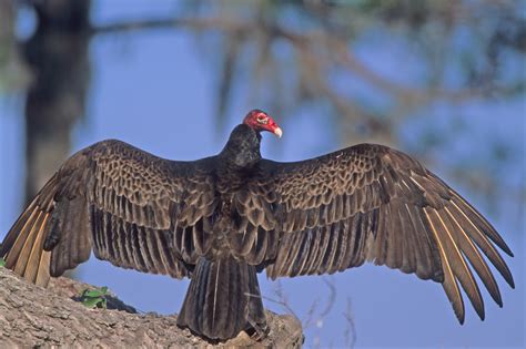 June 8, 2021 on june 8, 2021, the department of state updated its travel advisory for turkey which we have reprinted below: Everglades Animal Profile: Turkey Vulture - Captain Mitch ...