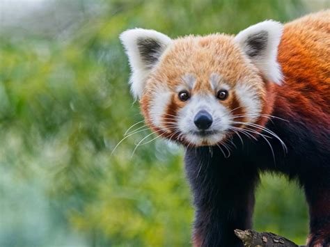 Surveillance Tracing Red Pandas In Himalayan Nepal Panda Puppy Panda