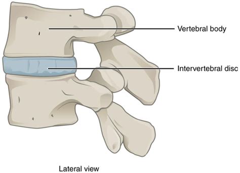 Structure And Function Of Synovial Joints Flashcards Quizlet