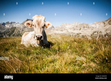 Brown Alpine Cow Hi Res Stock Photography And Images Alamy