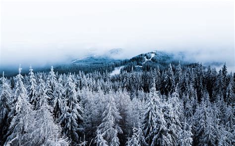 Download Wallpaper 3840x2400 Winter Trees Fog Snow Aerial View