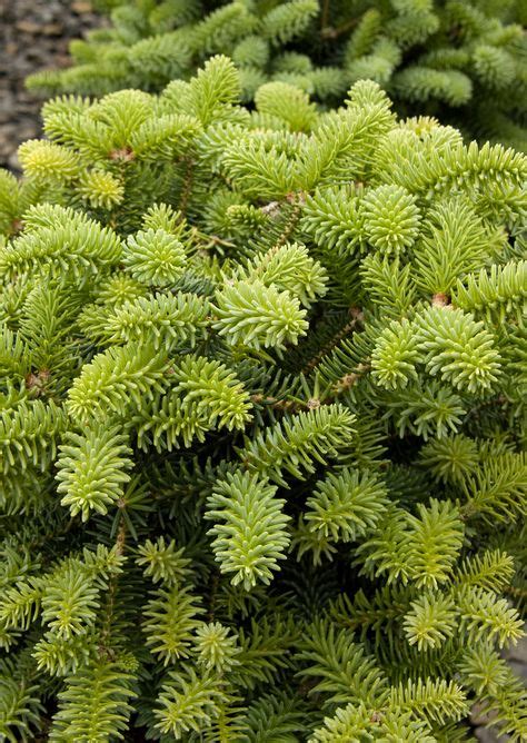 78 Dwarf Evergreens Zone 5 Ideas In 2021 Shrubs Evergreen Plants