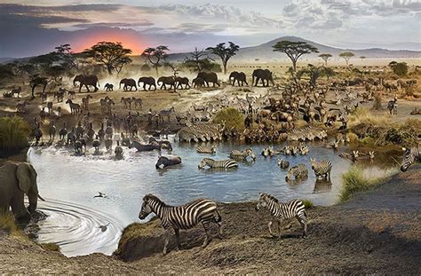 African Savanna African Watering Hole Pets Lovers