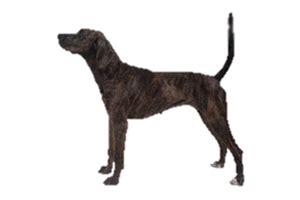 treeing tennessee brindle worldly dogs