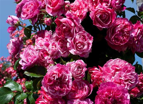 The 8 Best Climbing Roses For Your Garden Trellis Arbor Or Pergola