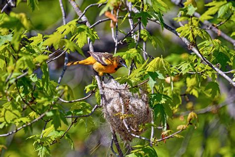 10 Fun Facts About The Baltimore Oriole Audubon