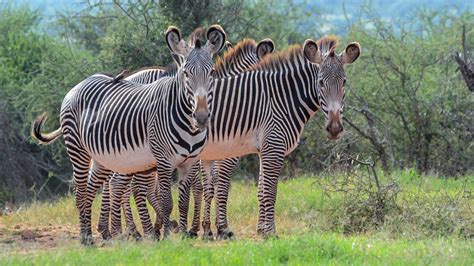 Each zebra has a pattern unique from any other zebra on earth. Mpala Live! Field Guide: Grevy's Zebra | MpalaLive
