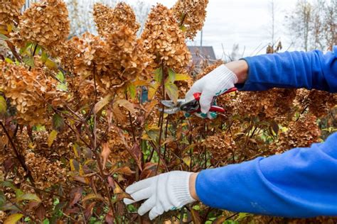 Das schneiden verschiedenster arten von rosen (rosa) ist gar nicht so schwierig, wie oft angenommen wird. Hortensien schneiden: Wann & wie? - Plantura