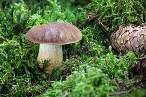 Detail Shot Of Amazing Edible Bay Bolete Mushroom Stock Photo Image