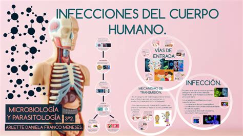 Infecciones En El Cuerpo Humano By Daniela Franco Meneses