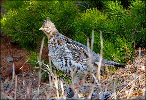 Ruffed Grouse Audubon Field Guide