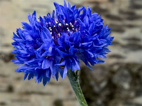 Free Images Flower Petal Herb Produce Botany Blue Flora