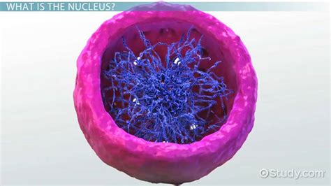 Cell Nucleus Definition And Examples Video And Lesson Transcript