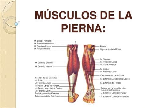 Músculos De La Pierna Anatomía Función Partes Origen E Inserción
