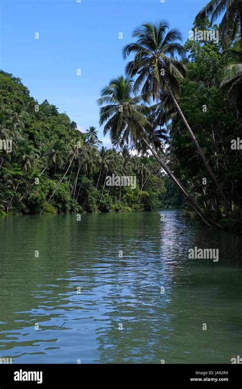 Coconuts Trees Along The Loboc River In The Island Of Bohol Located In