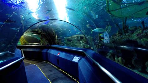 Aquaria Klcc Gowhere Malaysia