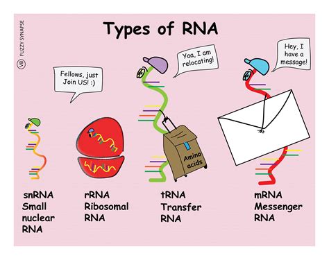 Types Of Rna Types Of Rna With Structure And Functions
