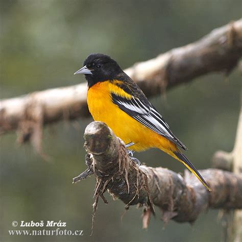 Northern Oriole Photos Northern Oriole Images Nature Wildlife