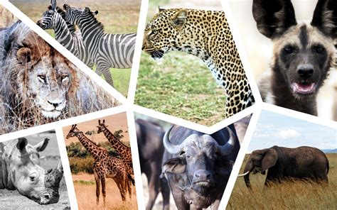 8 Top Animals To See On A Kenya Safari Kenya Geographic