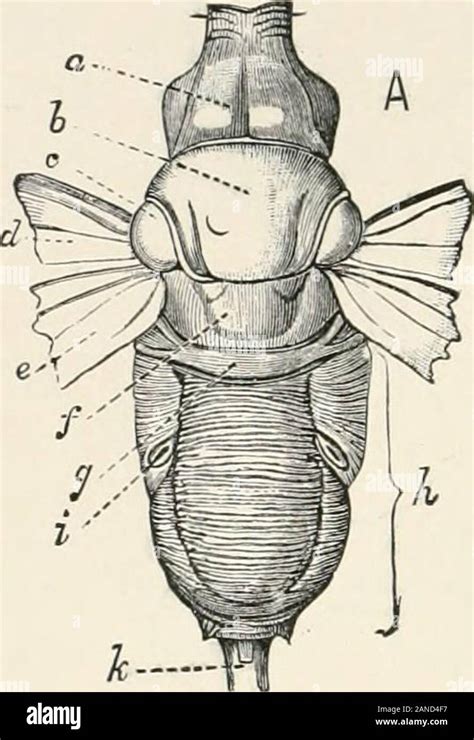 Ein Text Buch Der Entomologie Einschließlich Der Anatomie Physiologie Embryologie Und