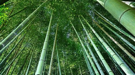 Bamboo Forest Hd Wallpaper Background Image 1920x1080 Id994872