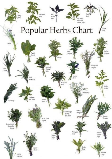 Herbs Chart Medicinal Herbs Herbs For Health Herbs List